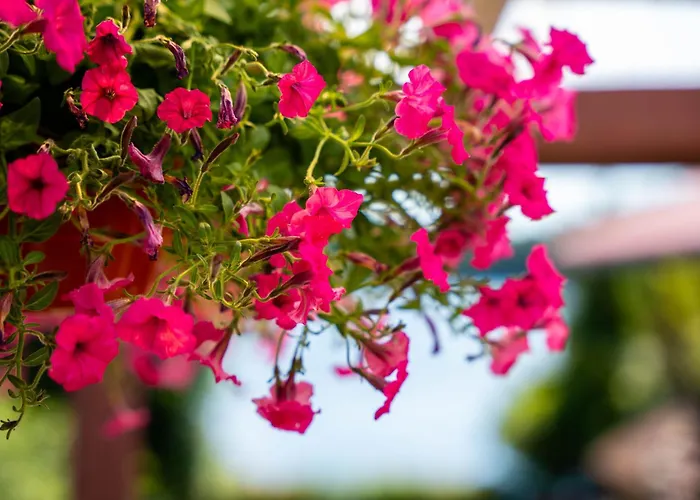 U Zdzicha Appartement